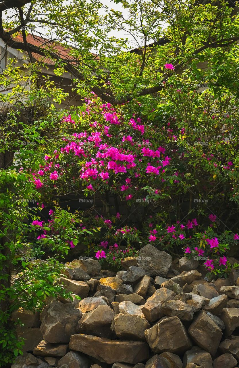 The makeover done by nature, with the arrival of spring the backyard is again getting beautiful and vibrant.