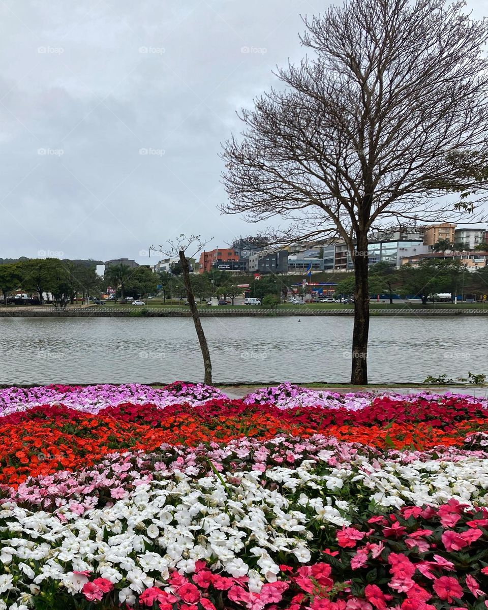 No dia escuro e cinzento, nossa quarta-feira é mais bonita com as flores que margeiam o Lago do Taboão, aqui em Bragança Paulista!

Viva a natureza e a sua beleza.