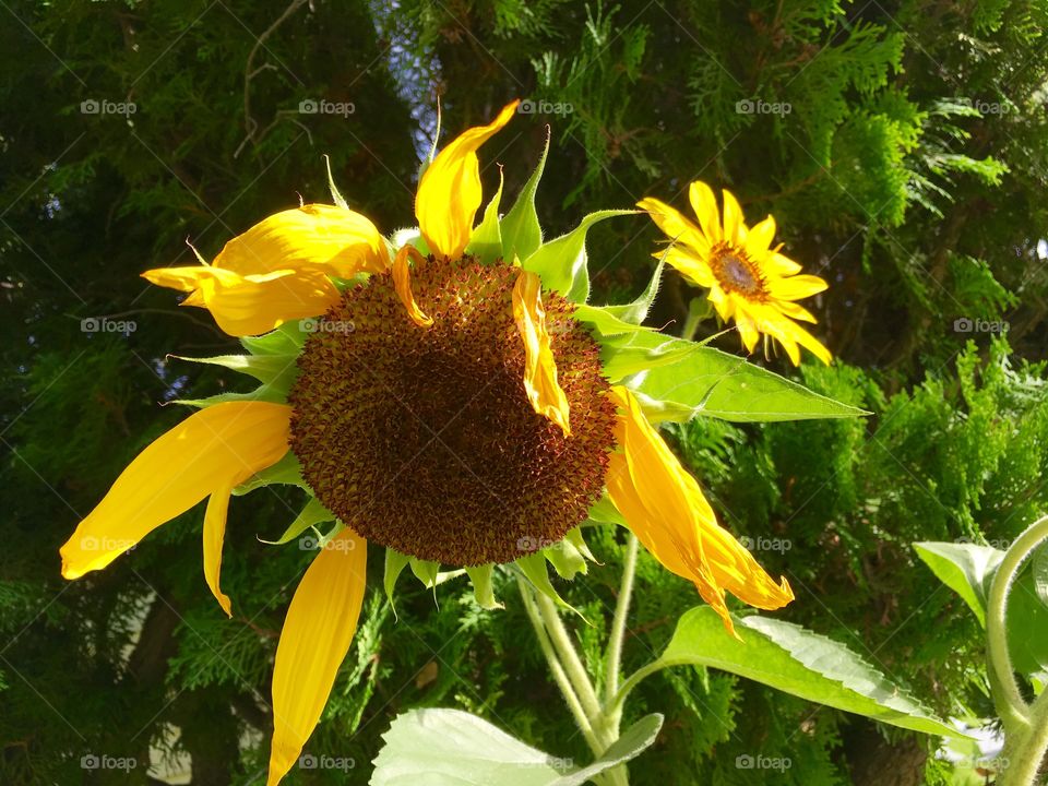 Sunflowers