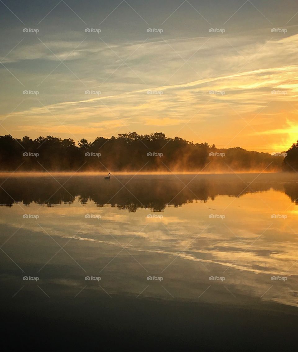 Swan on Lake at sun rise