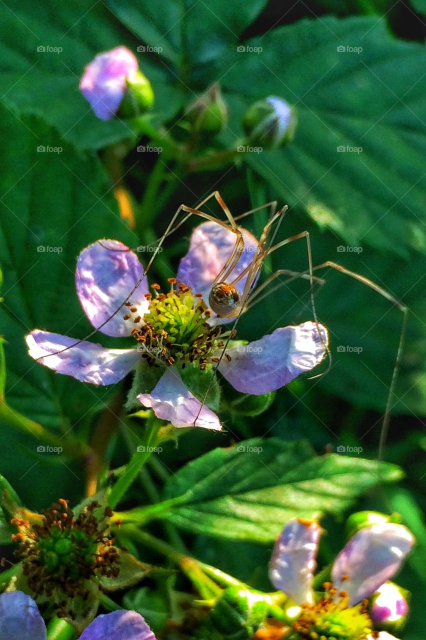 Flower with spider