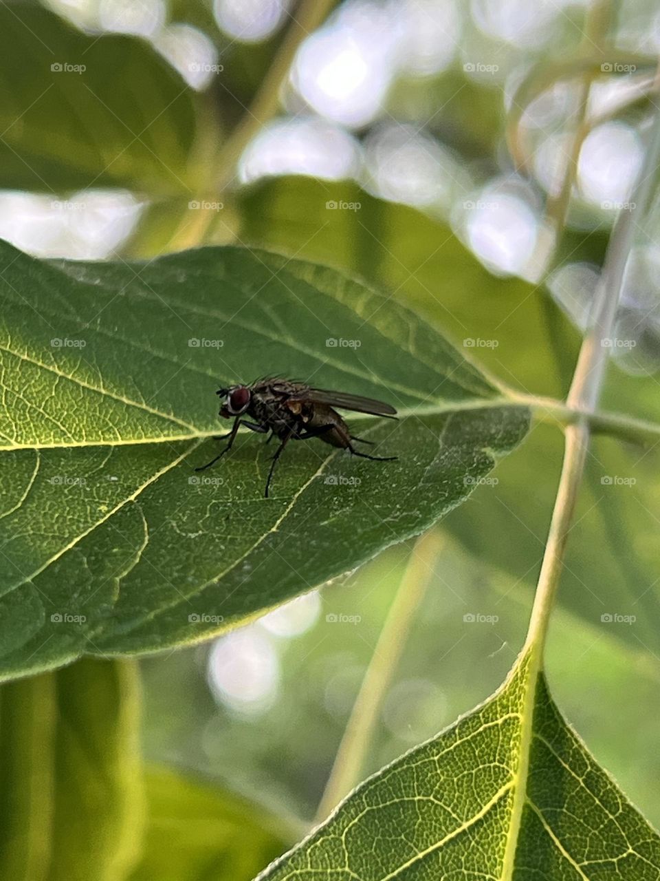 A fly on a leaf