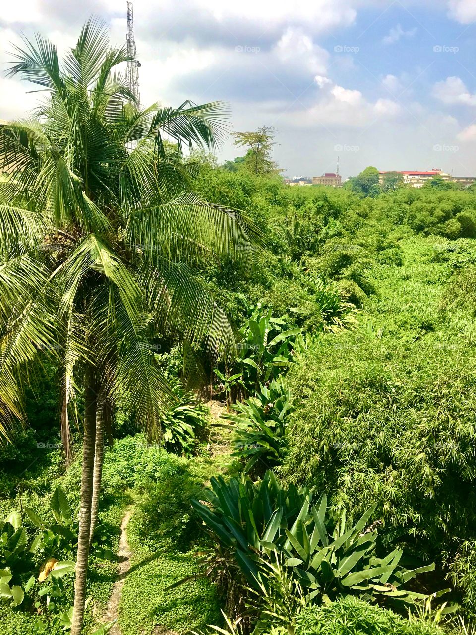 An urban jungle in Opebi Valley, Ikeja, Lagos State Nigeria 