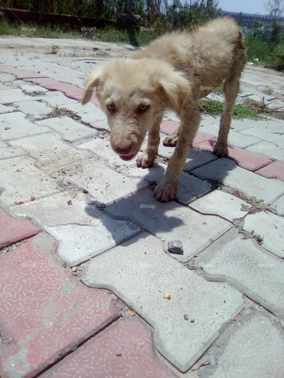 greedy dog