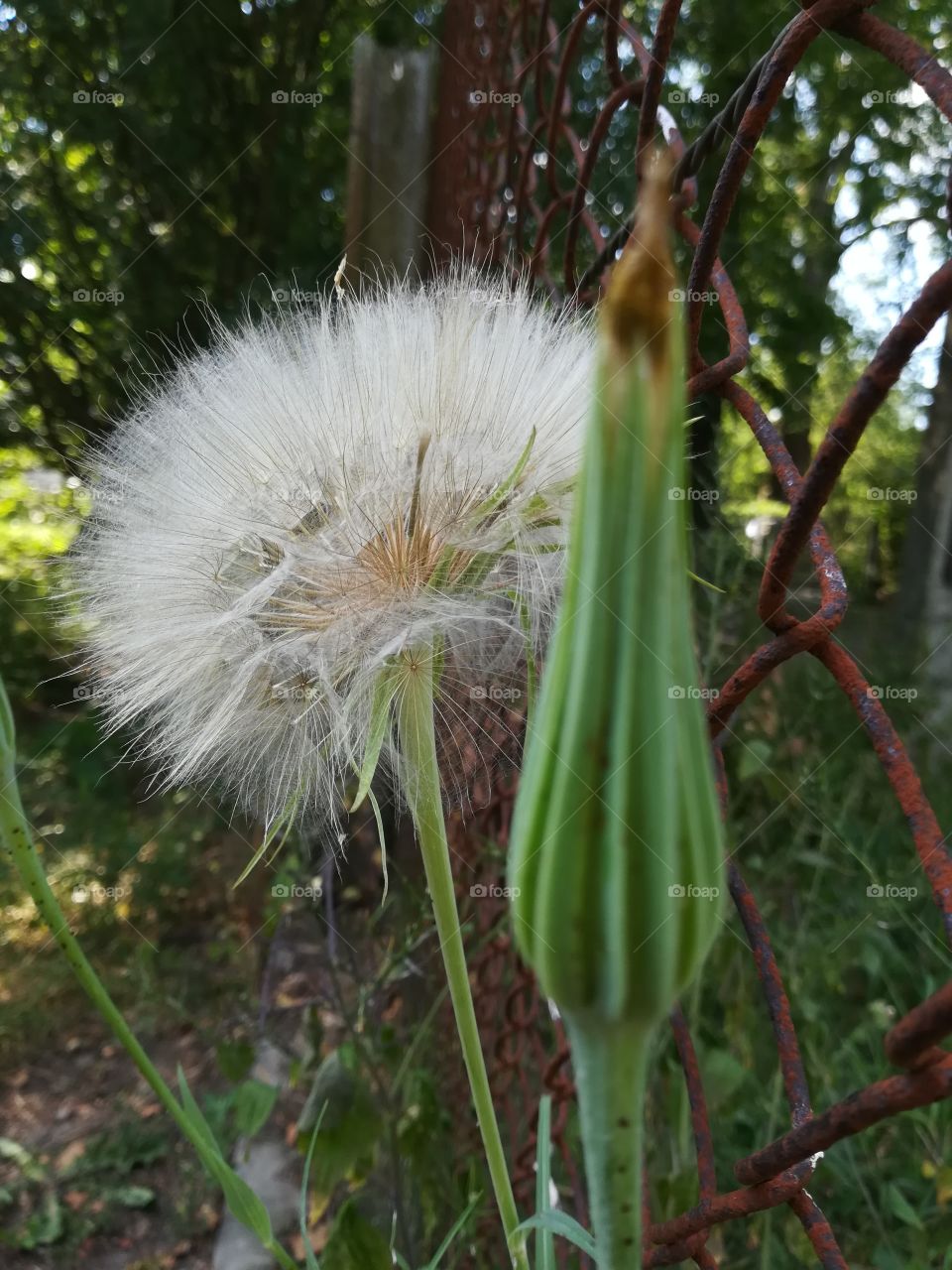 Dandelion