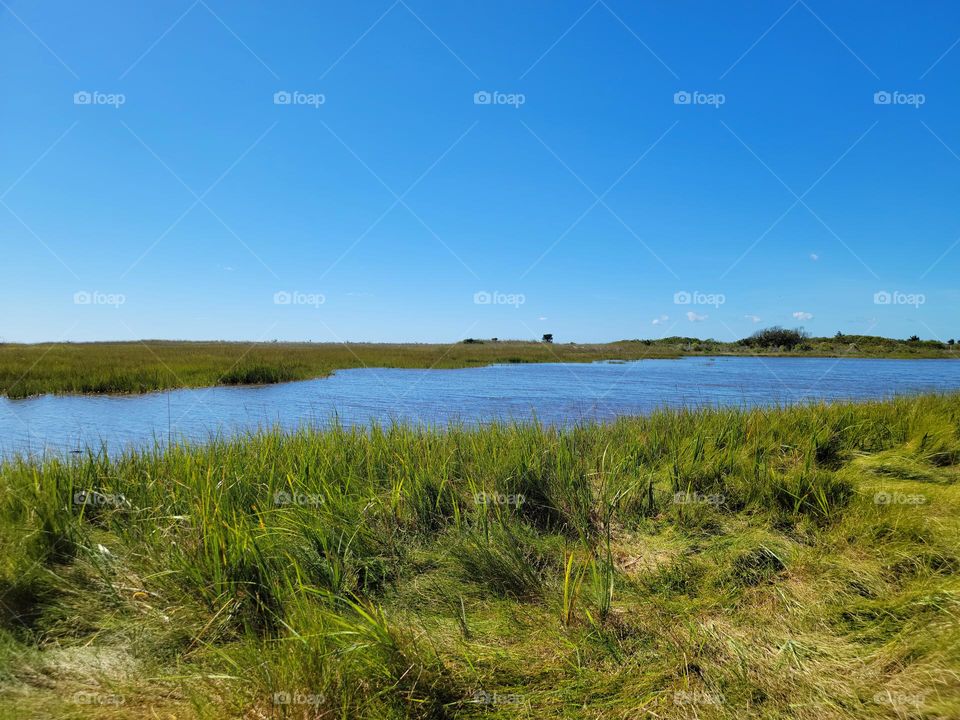 marshland in capecod
