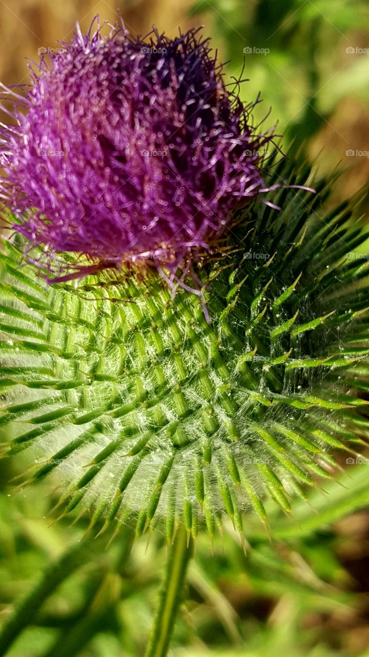 a very close close-up of a very green weed like plant growing all alone.