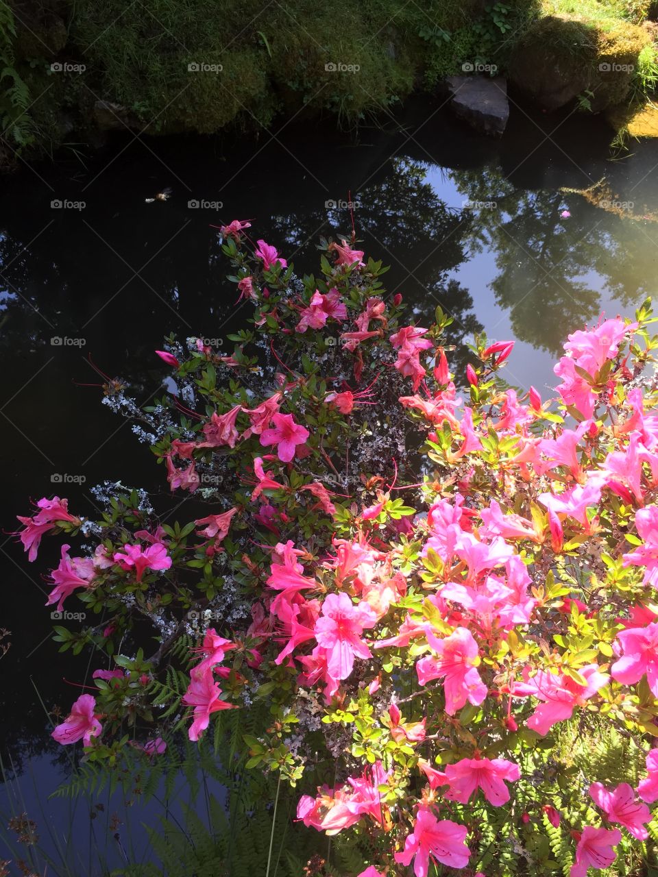 Pink flowers bloom over water in tea garden
