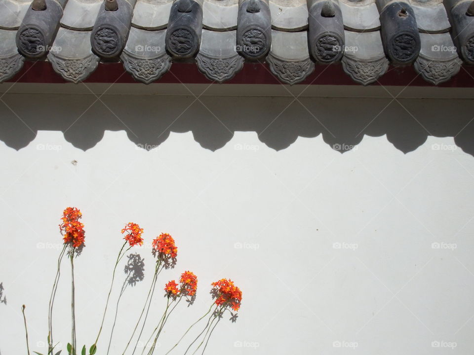 Orange flowers against plain light wall with an oriental tiled roof.