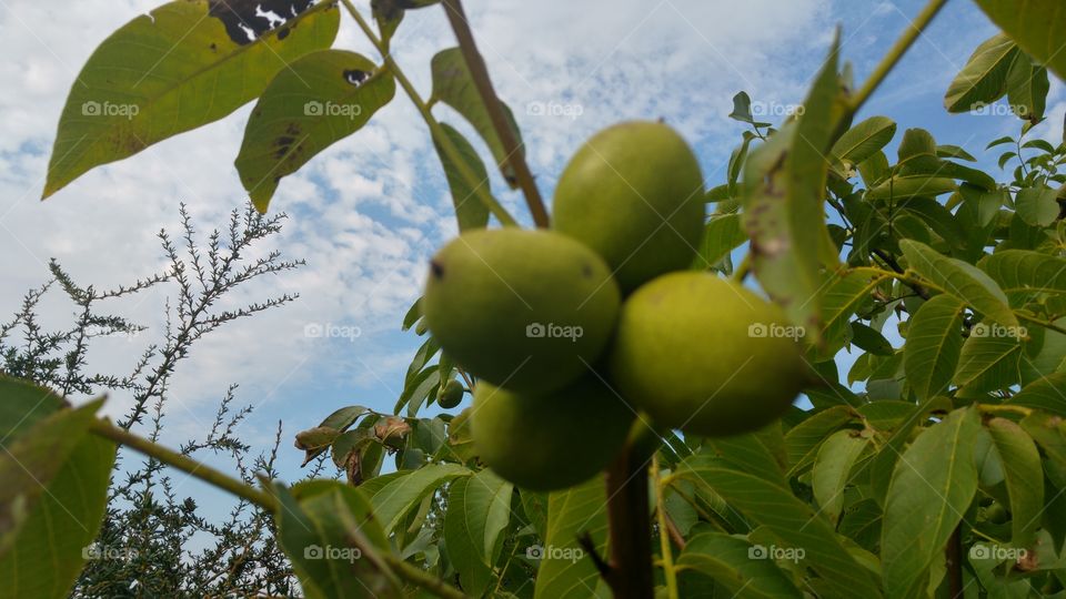 fruit