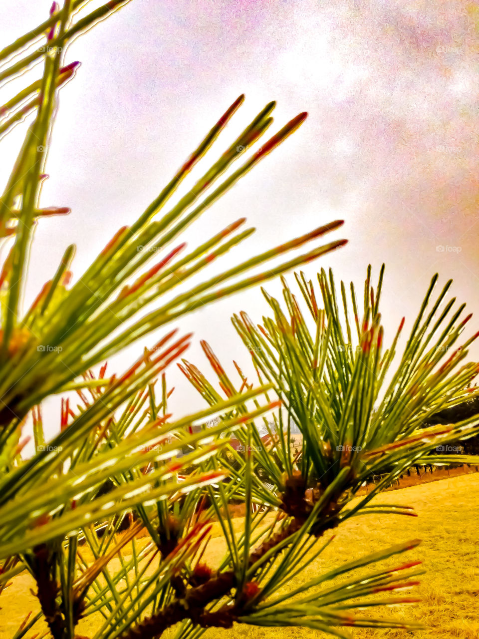 Pine tree needles that are frozen during a cool wintry storm with a magnificently colorful sky. 