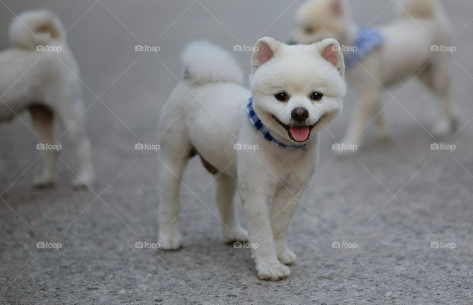 Pomeranian puppy make me happy