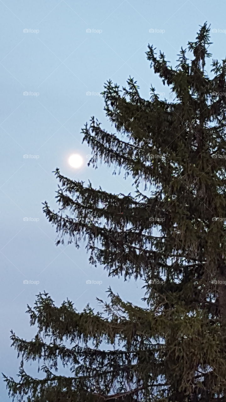 Full moon, pine tree, blue sky