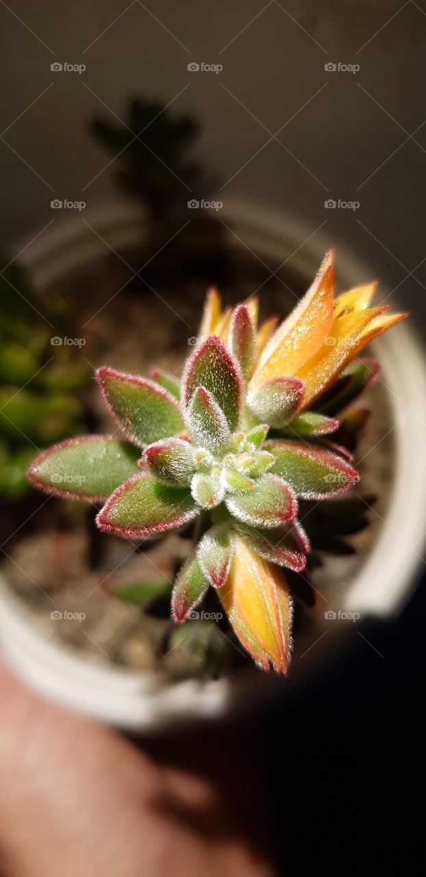 beautiful soft and delicate succulent plant