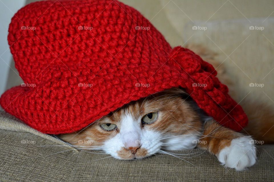 cat in red hat tie beautiful funny portrait