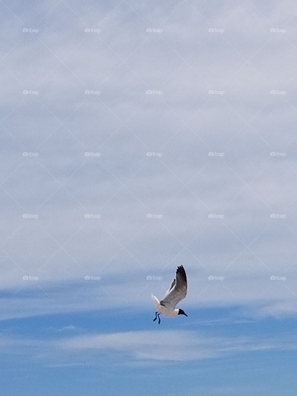 A Seagull  at the  beach in Seaside New Jersey