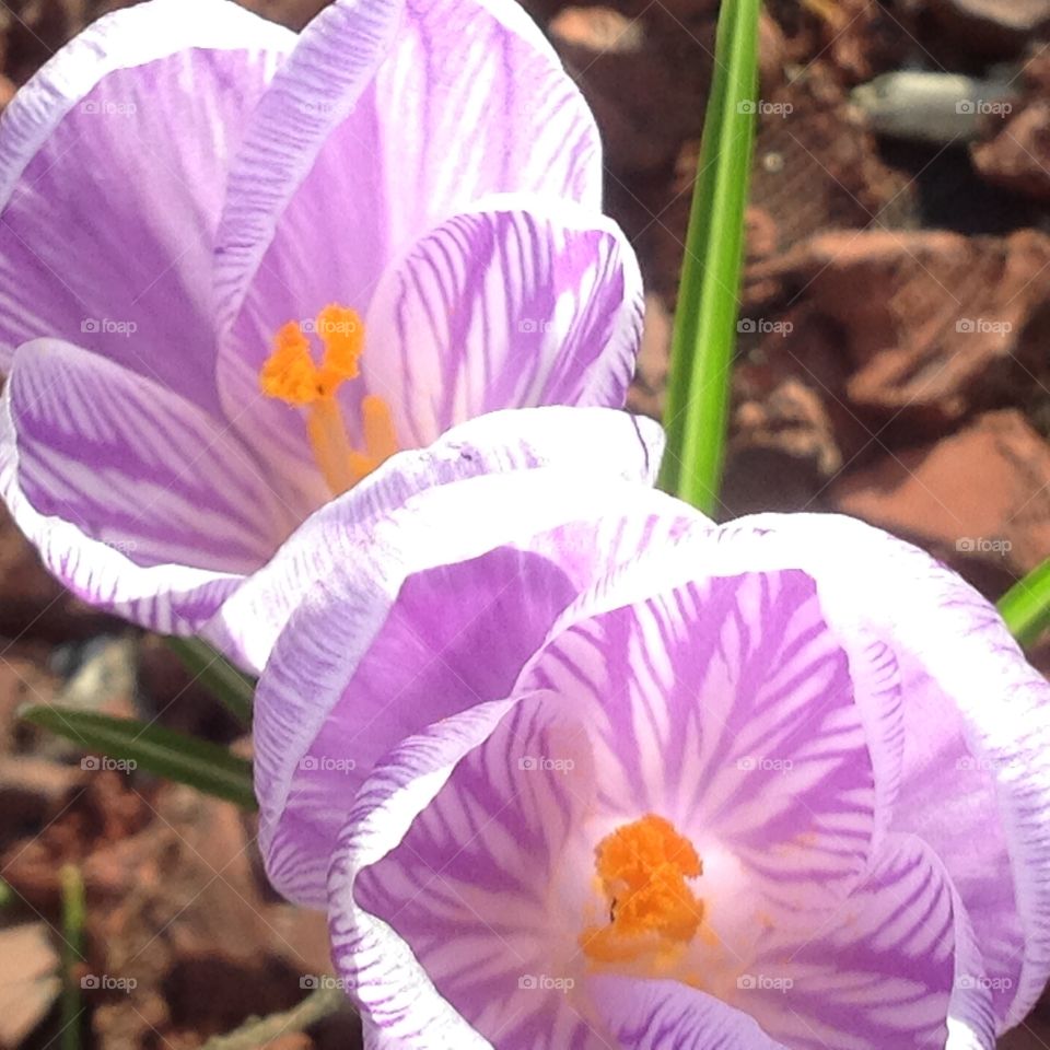 Beautiful purple flowers blooming for the start of Spring.