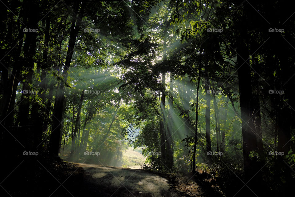 Early morning sunshine piercing through the forest canopy at Shelley Lake Park in Raleigh North Carolina. 