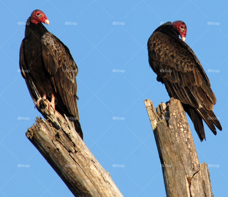 birds turkey vultures by lightanddrawing