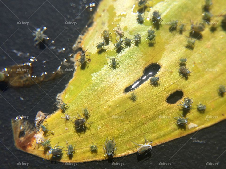 Upon closer examination what appeared to be black dots on the Lillypad's were actually thousands of insects. 