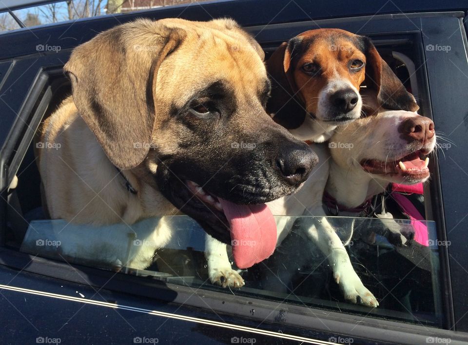 Dogs looking through car window