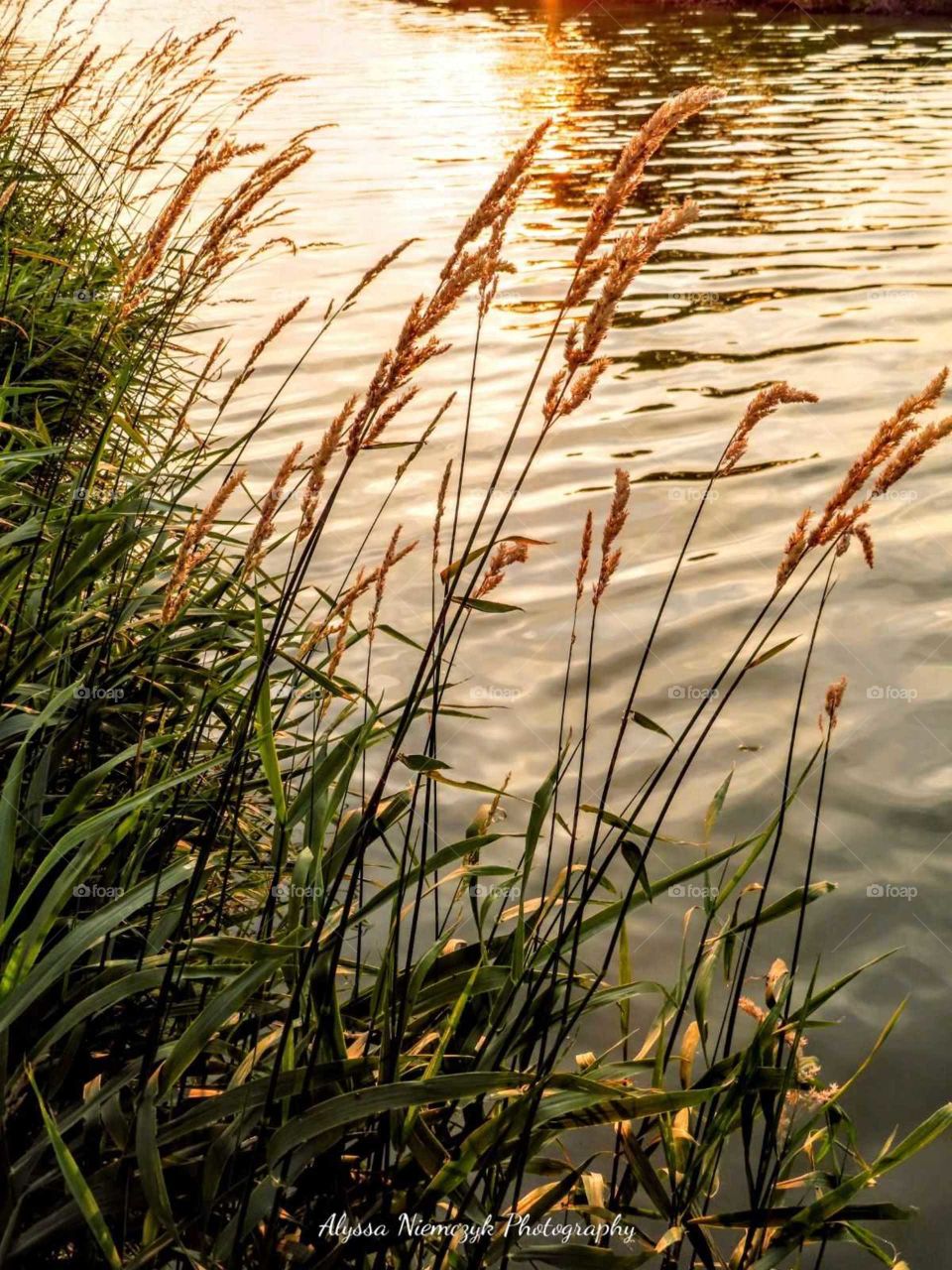 Stunning scene by the waters edge. Prairie grass dances in the wind and parallels the ripples of the water.