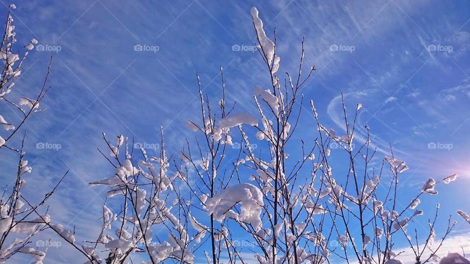 View of snowy branches in forest