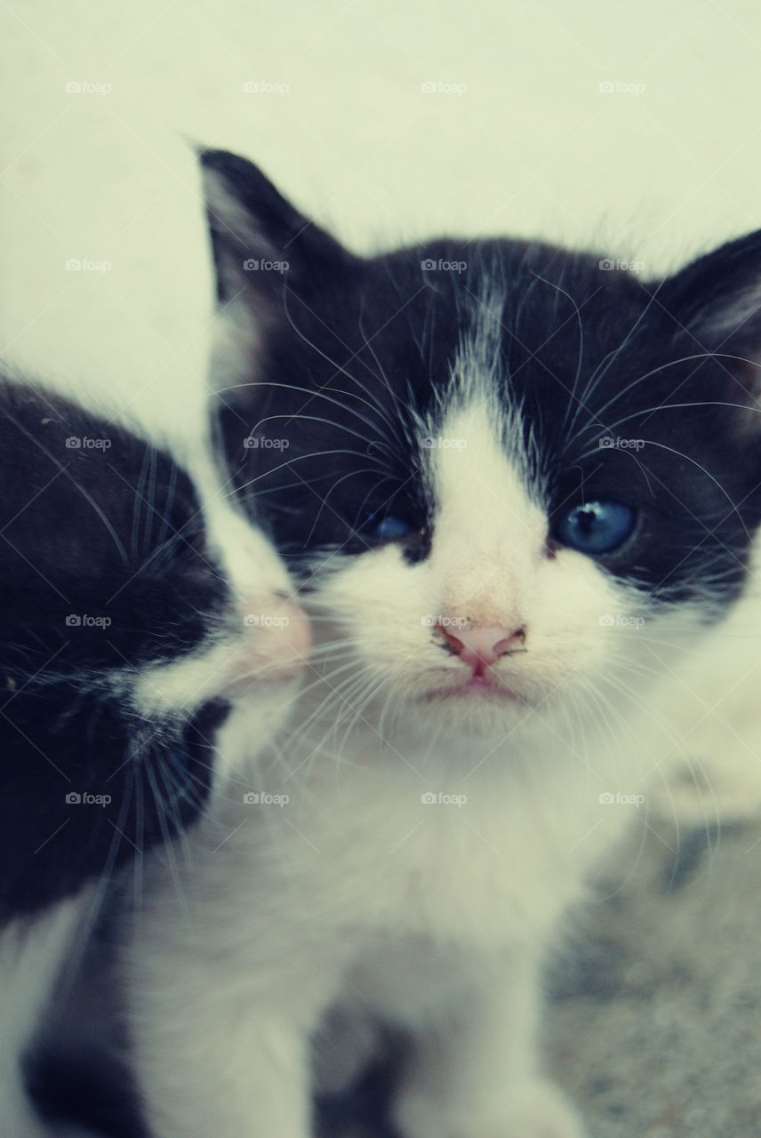 Close-up of two kittens