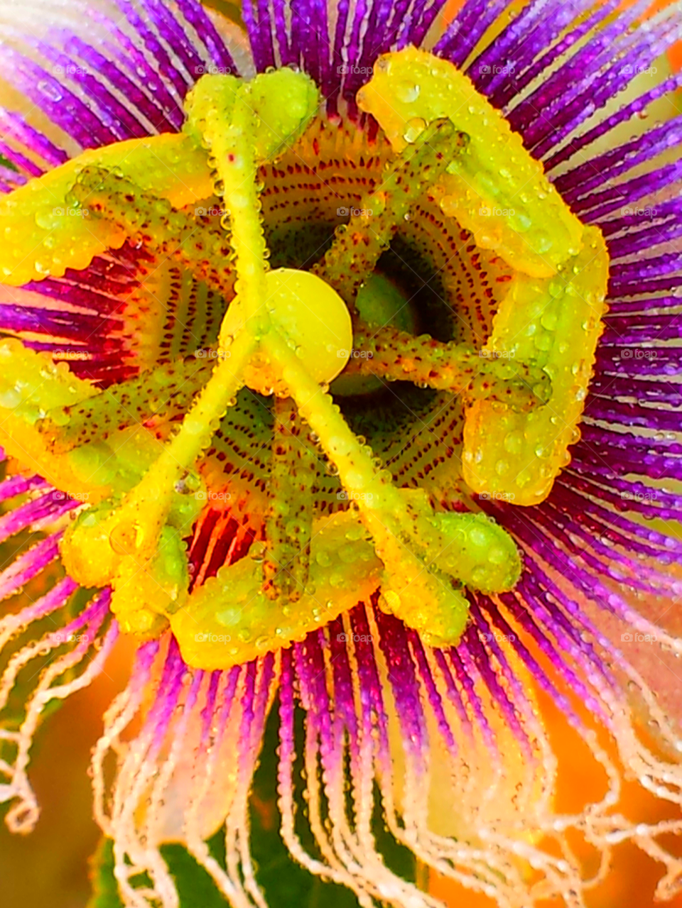 "Passion Flower On A Rainy Day"