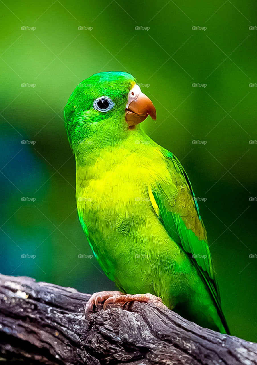 Parrot