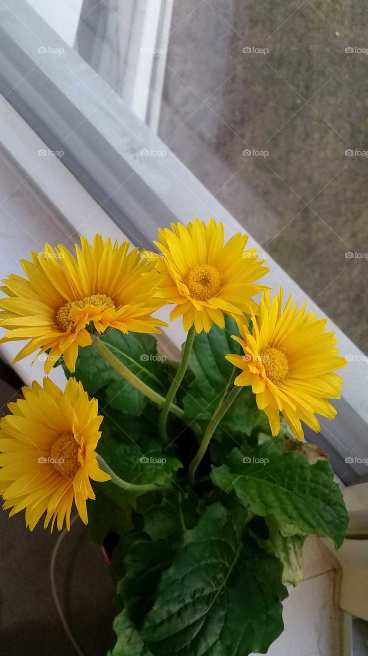 Siamese Twins Conjoined Yellow Flower