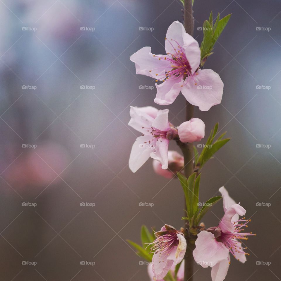 Cherry blossom in spring