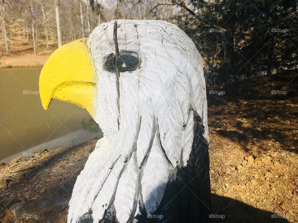 Light and Colorful Eagle 