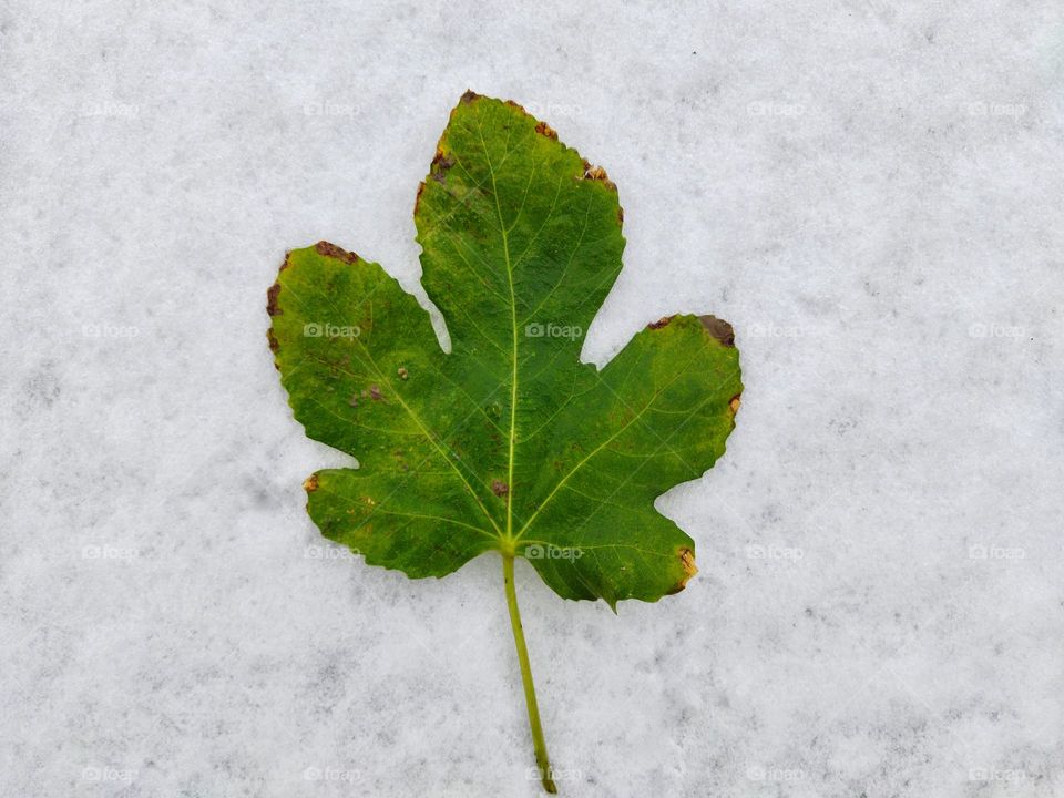 closeup of fig tree leaf on snow background