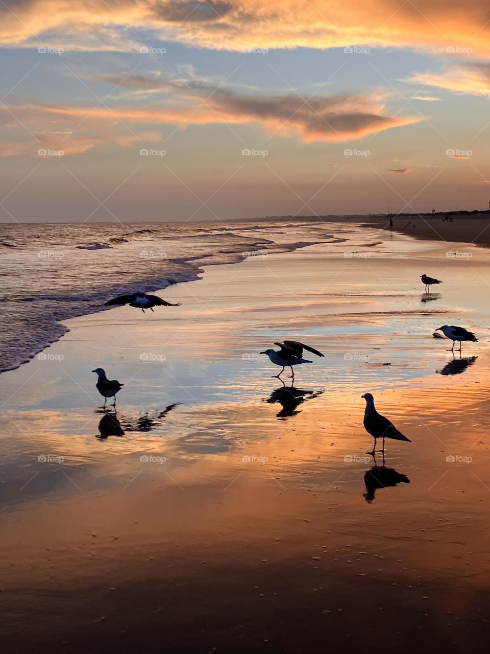 Seagulls on beach at sunset time