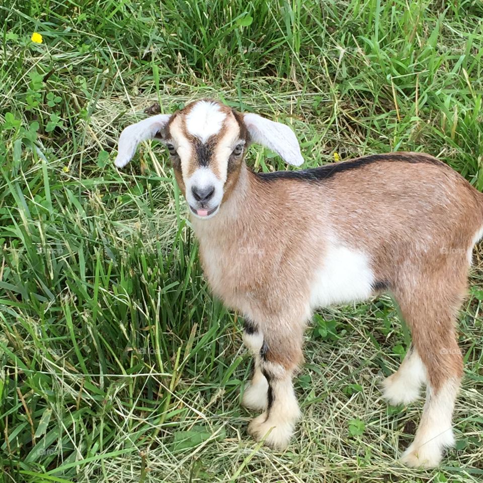 Baby goat