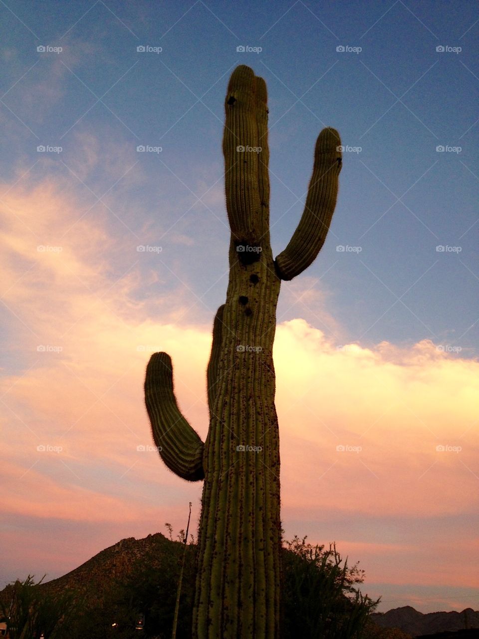 Sunset Saguaro in Arizona 