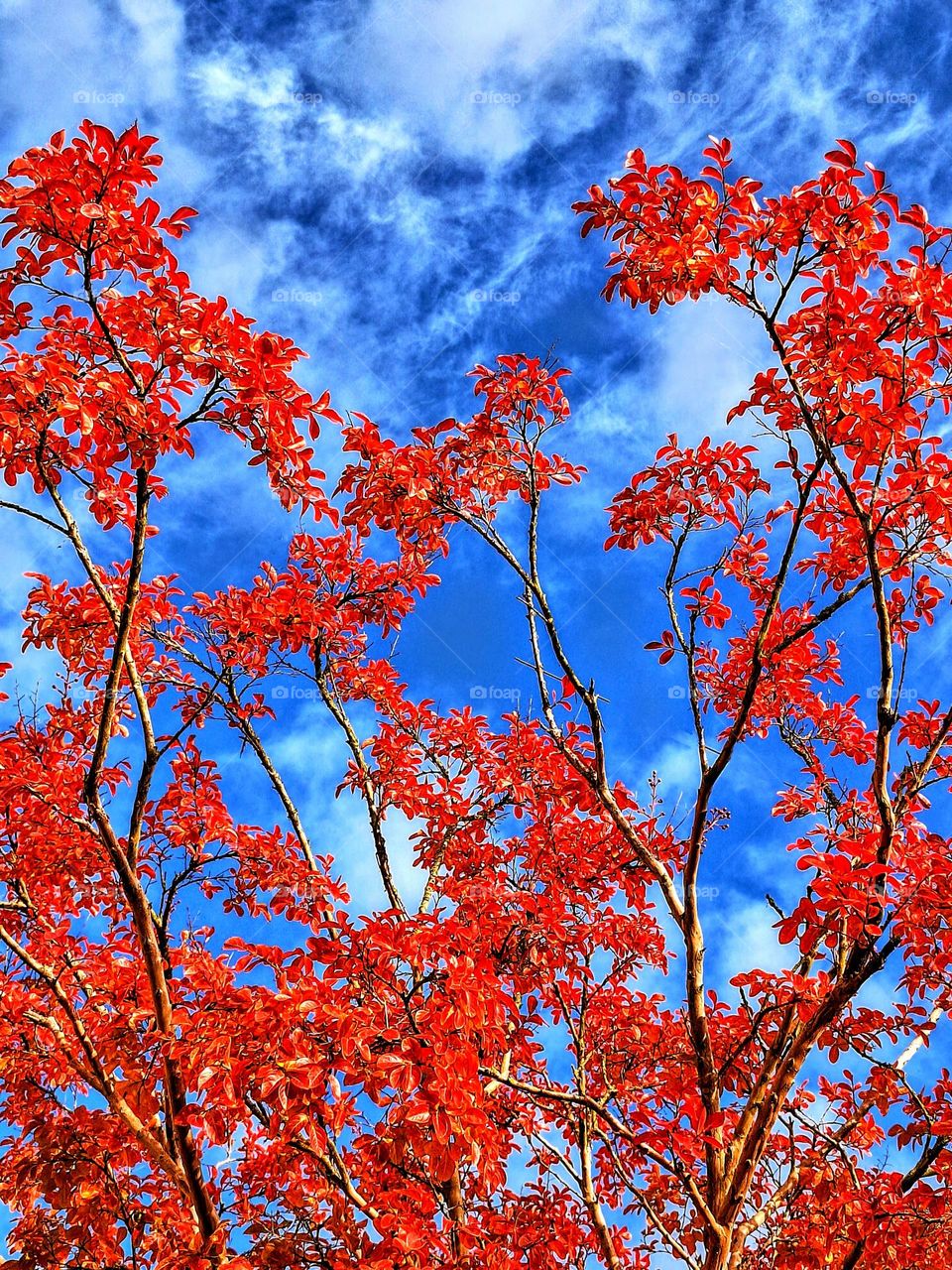 Vivid red autumn leaves against a bright blue sky with white cloud formations