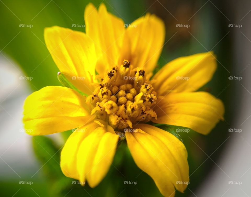 Yellow flower