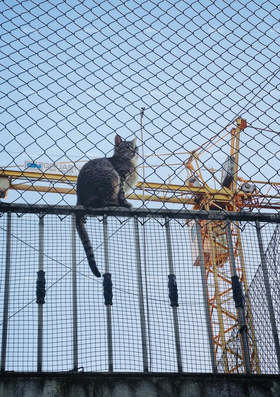 Cat and construction 