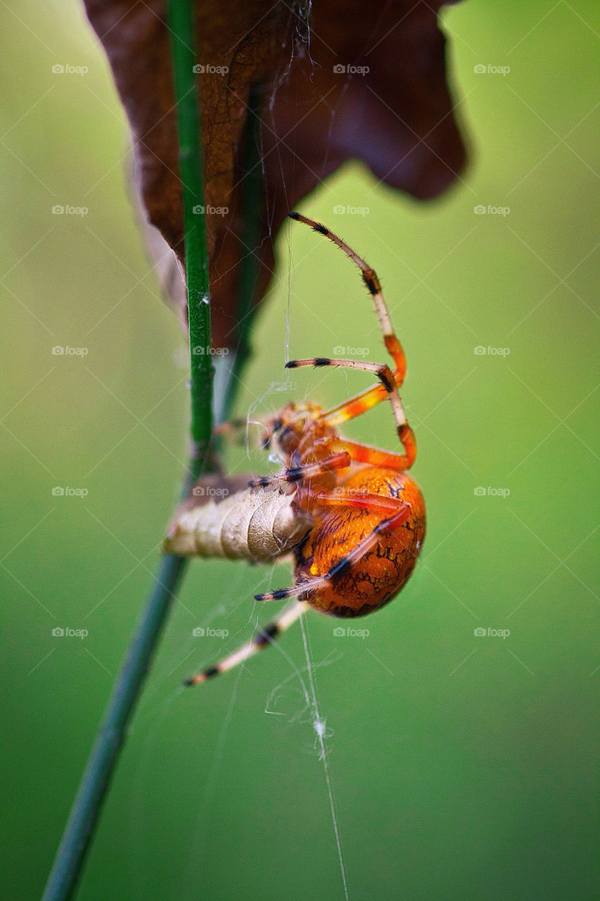 macro orange insect spider by addisonm11