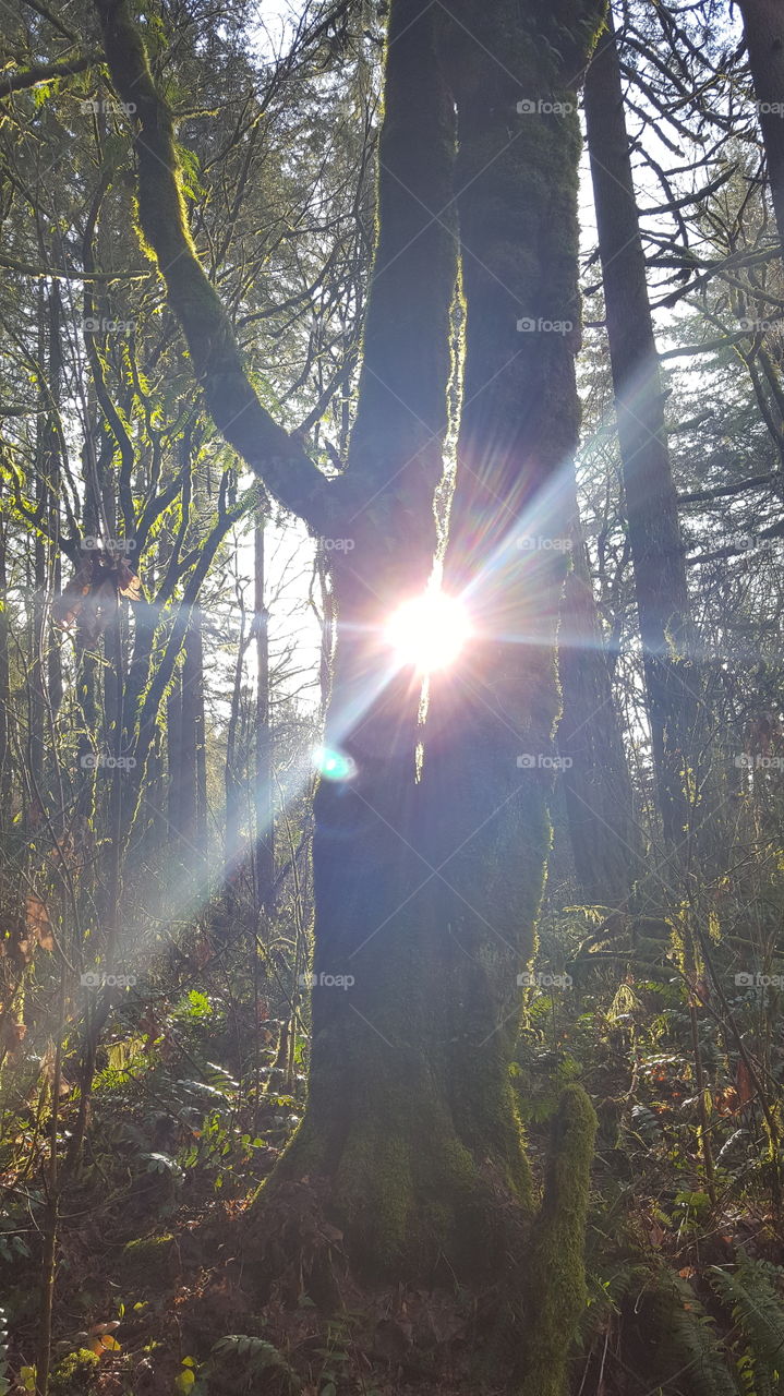 Sun through tree trunk