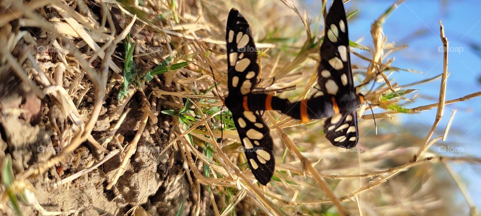 matting rituals of the "Nine-spotted moth"