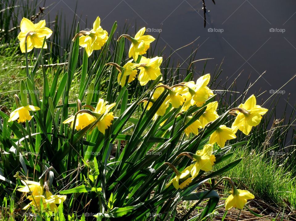 Daffodils 