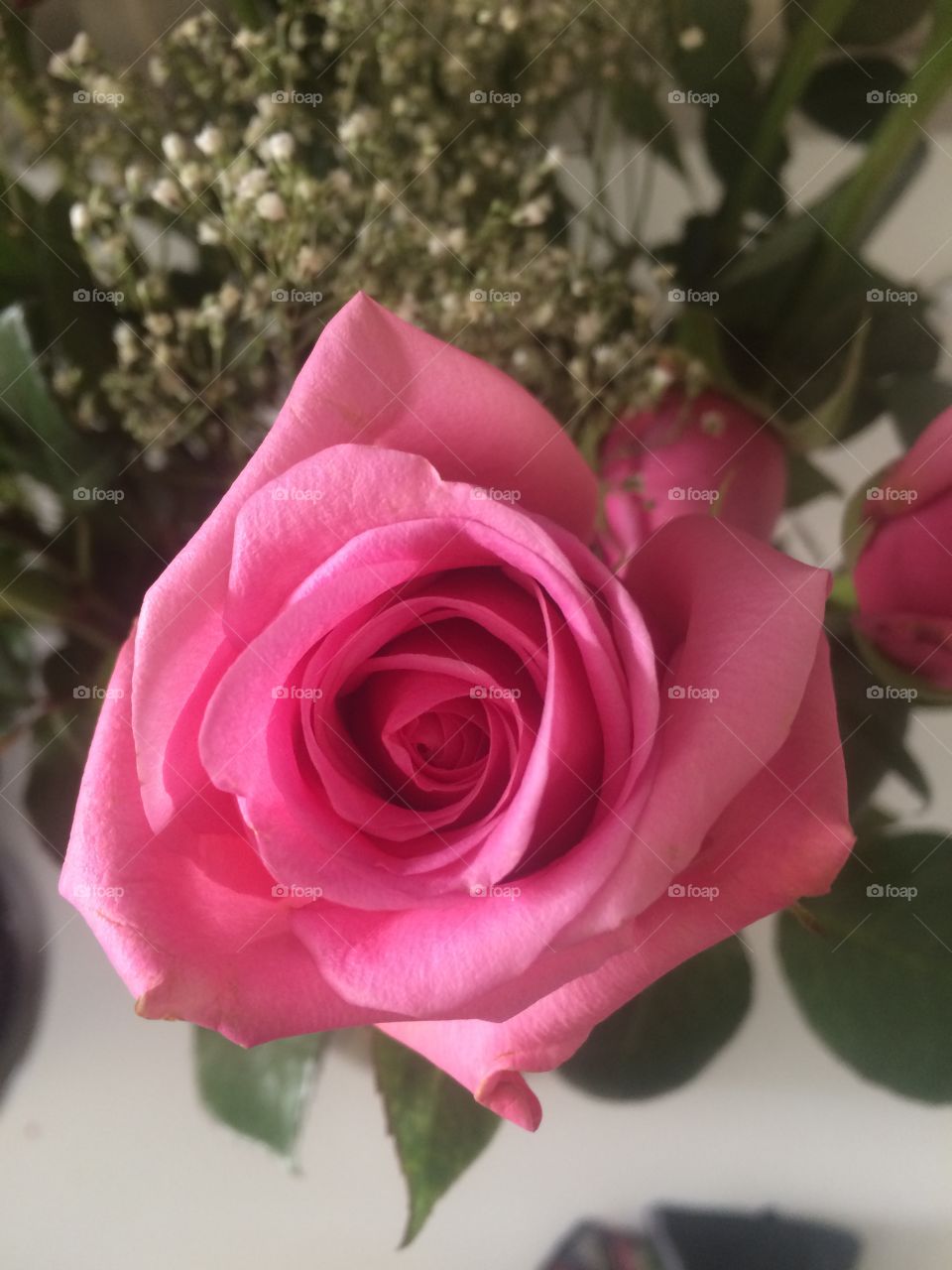 Beautiful pink rose opening to the day