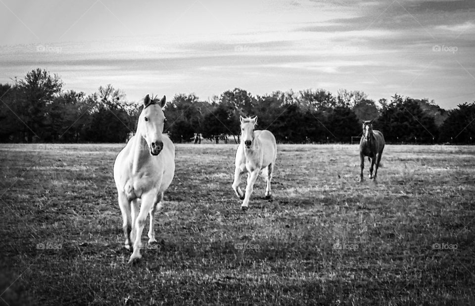 Three horses running in a field in black and white