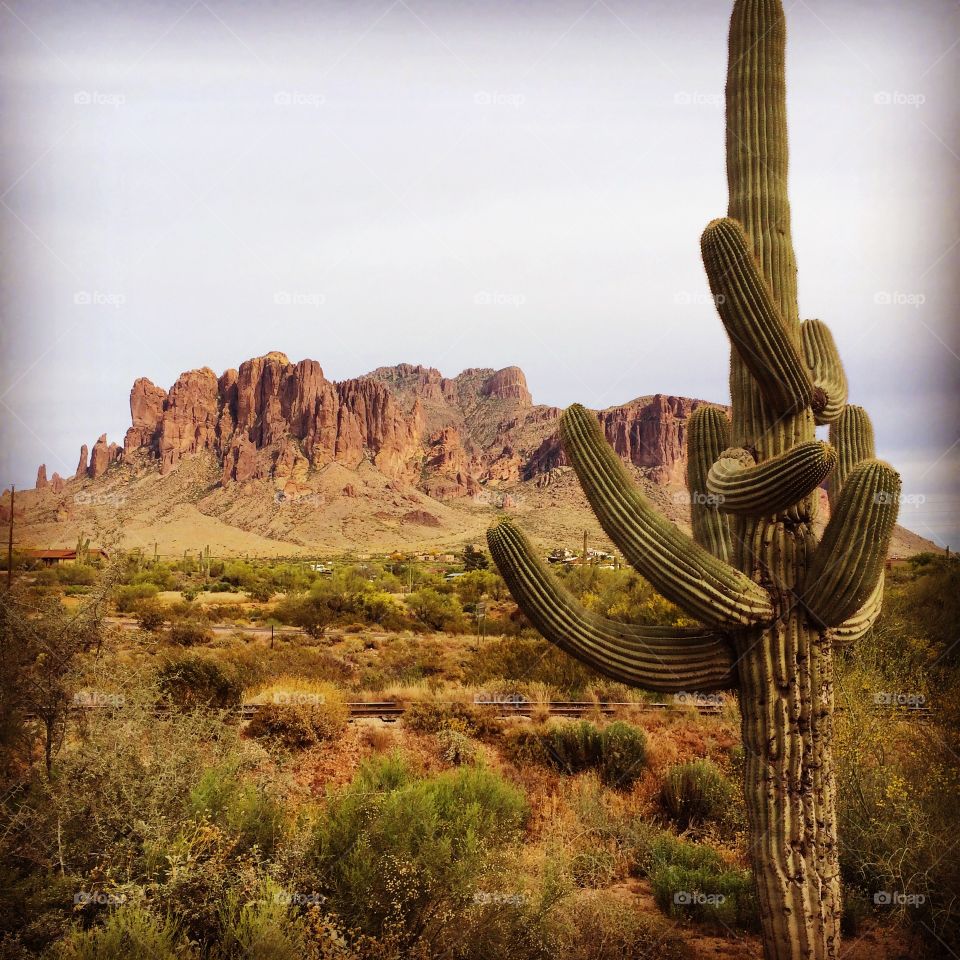 Arizona Desert