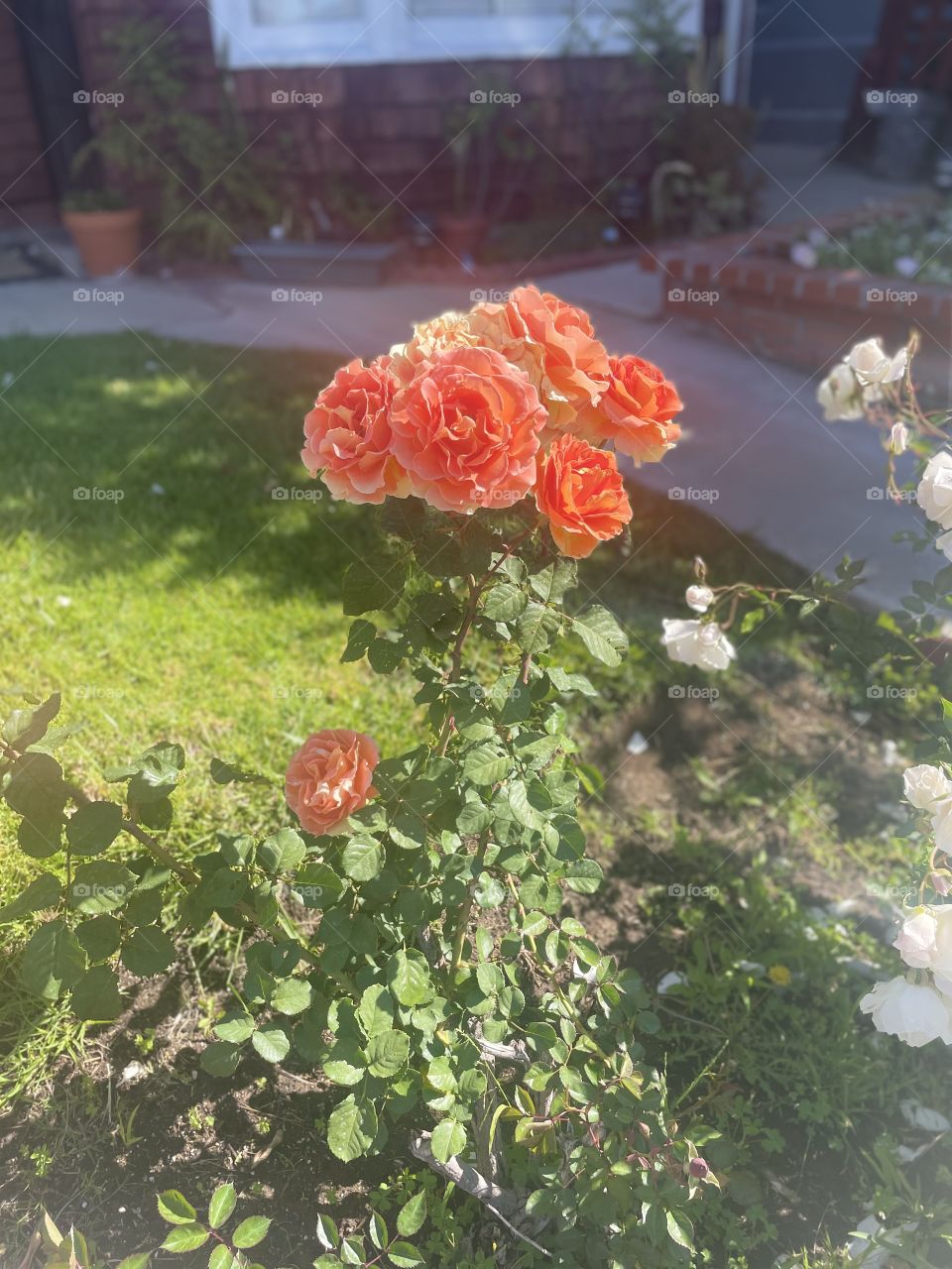 Dreamy Roses  