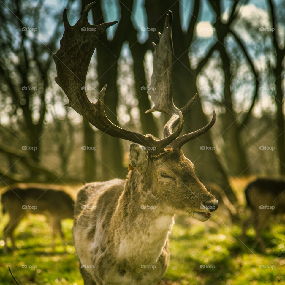 A beautiful deer in the park. Richmond park in London. Sweet animal portrait.