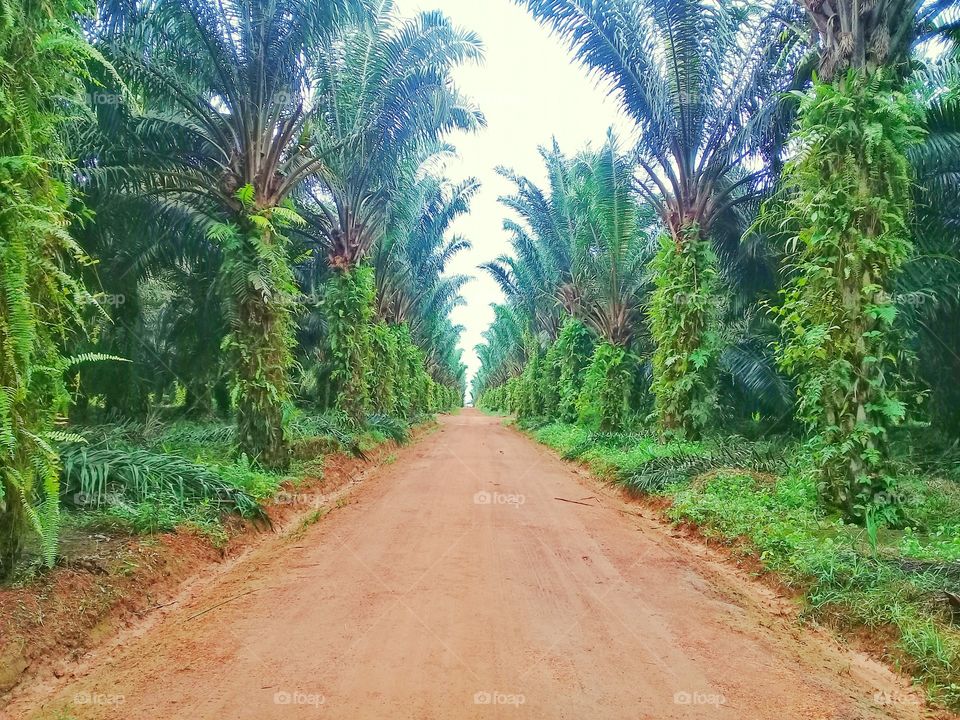 Road in the middle oil palm plantation on Kalimantan Indonesia